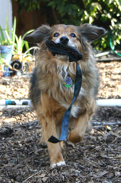 399px-Mixed-breed_dog_playing_fetch,_San_Jose,_California_-_20070124